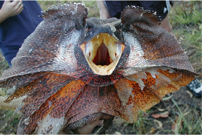 Frill necked Lizard
